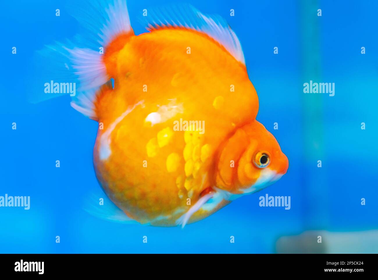 Pet ornamental goldfish or Carassius auratus, Family Cyprinida. Ranchu or lionhead goldfish is very popular to show in fish tank Stock Photo