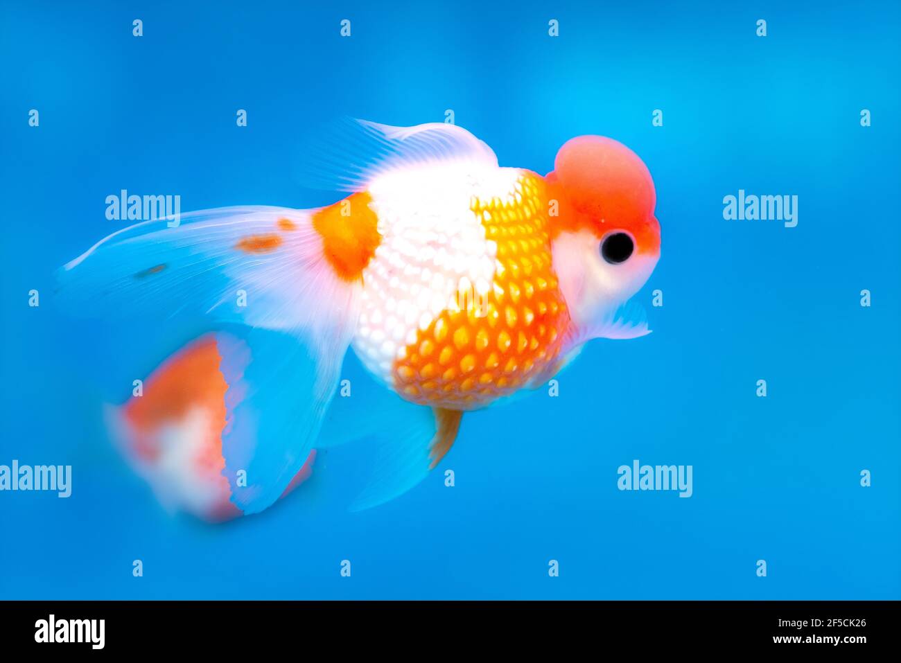 Pet ornamental goldfish or Carassius auratus, Family Cyprinida. Ranchu