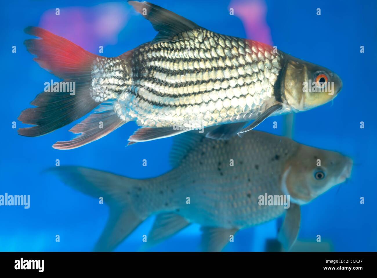Fish and reef in a tank hi-res stock photography and images - Page 7 - Alamy