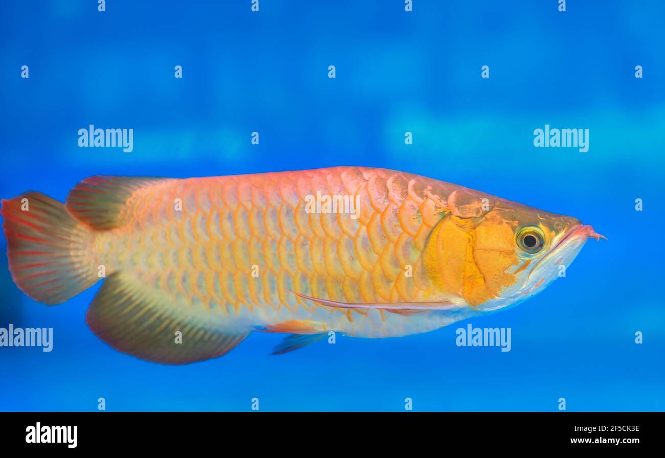 Arowana in aquarium, a favorite fish with long body, beautiful dragon shape colorful for decoration in the aquarium in rich family Stock Photo