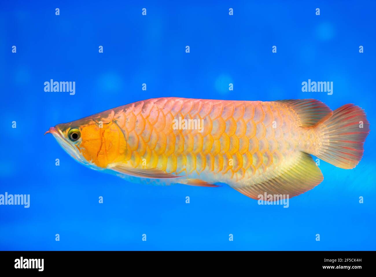 Arowana in aquarium, a favorite fish with long body, beautiful dragon shape colorful for decoration in the aquarium in rich family Stock Photo