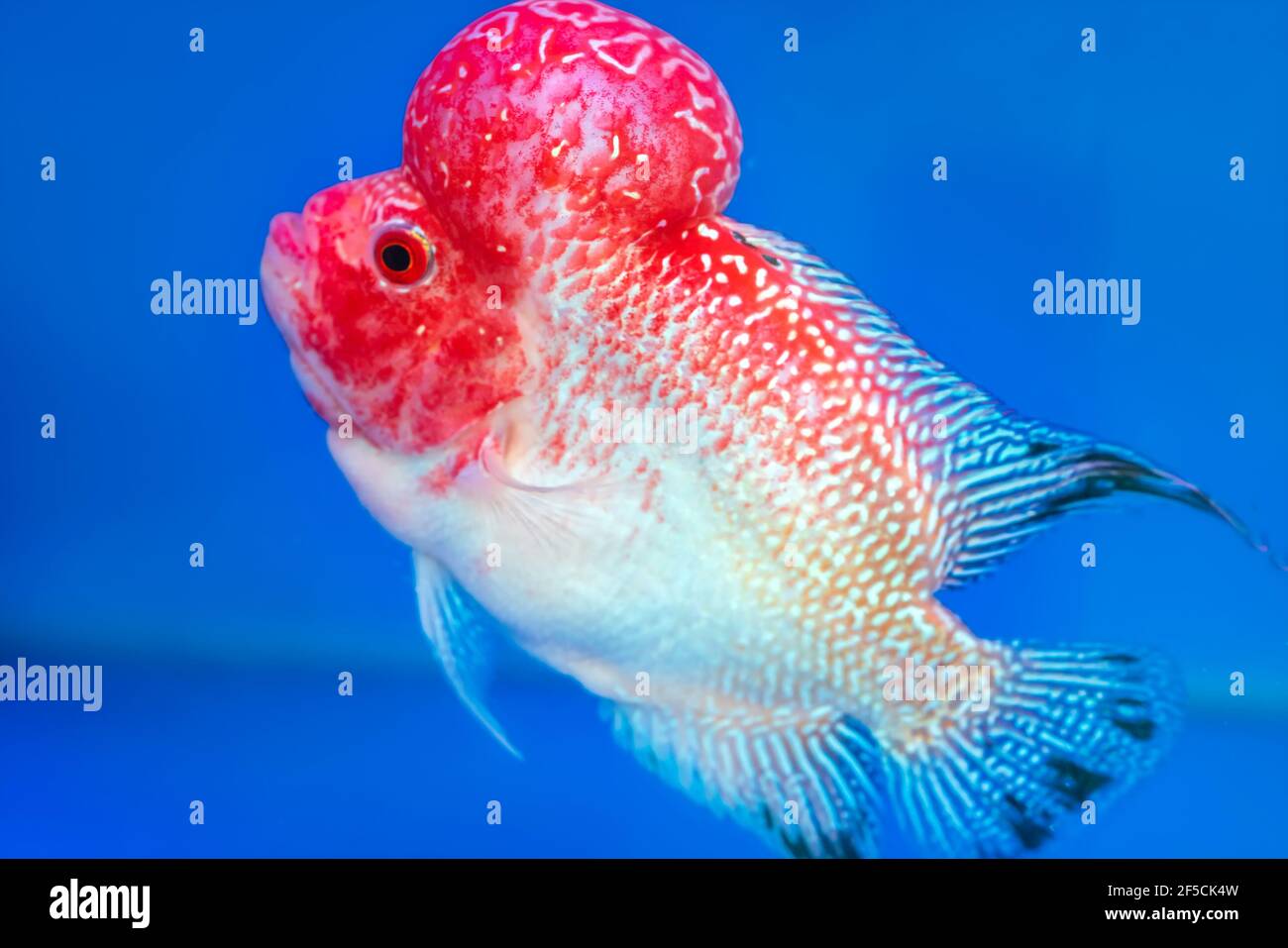 Arowana fish tank 2025
