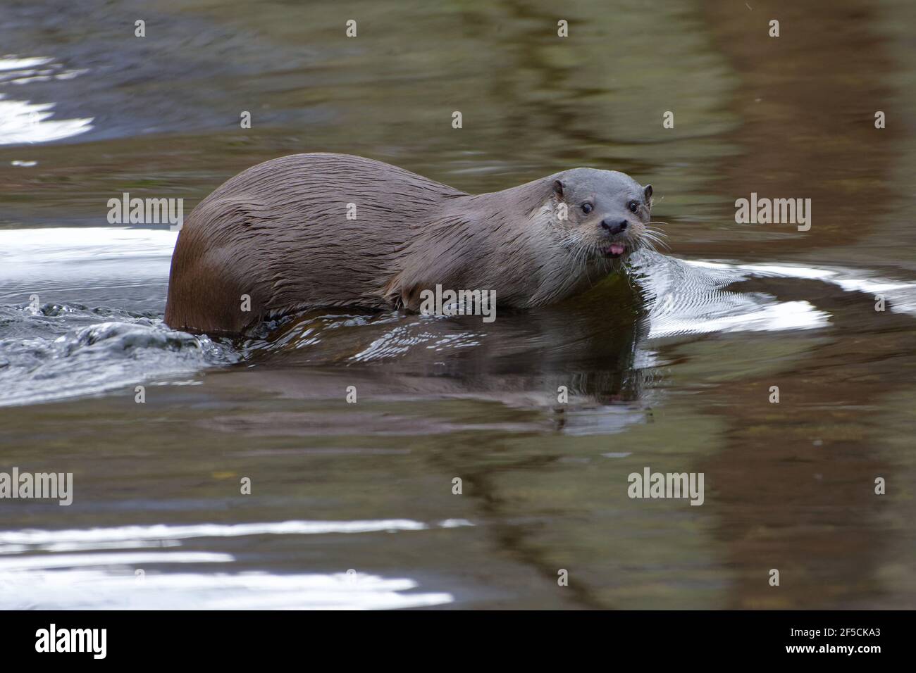 Eurasian otter in the Tech River PyrénéesOrientales, France Stock