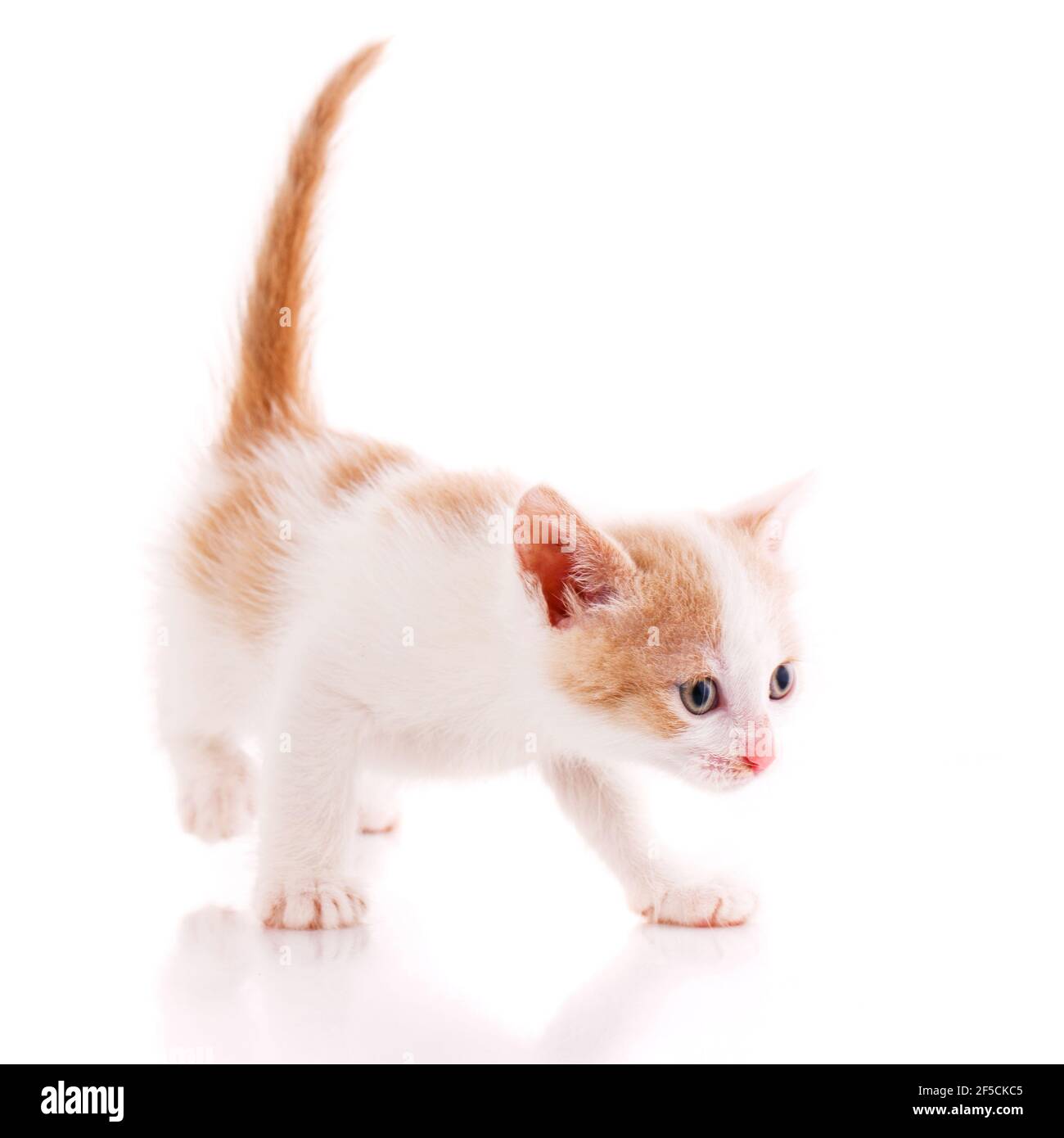 Concerned kitten with raised red tail isolated on a white background. Stock Photo