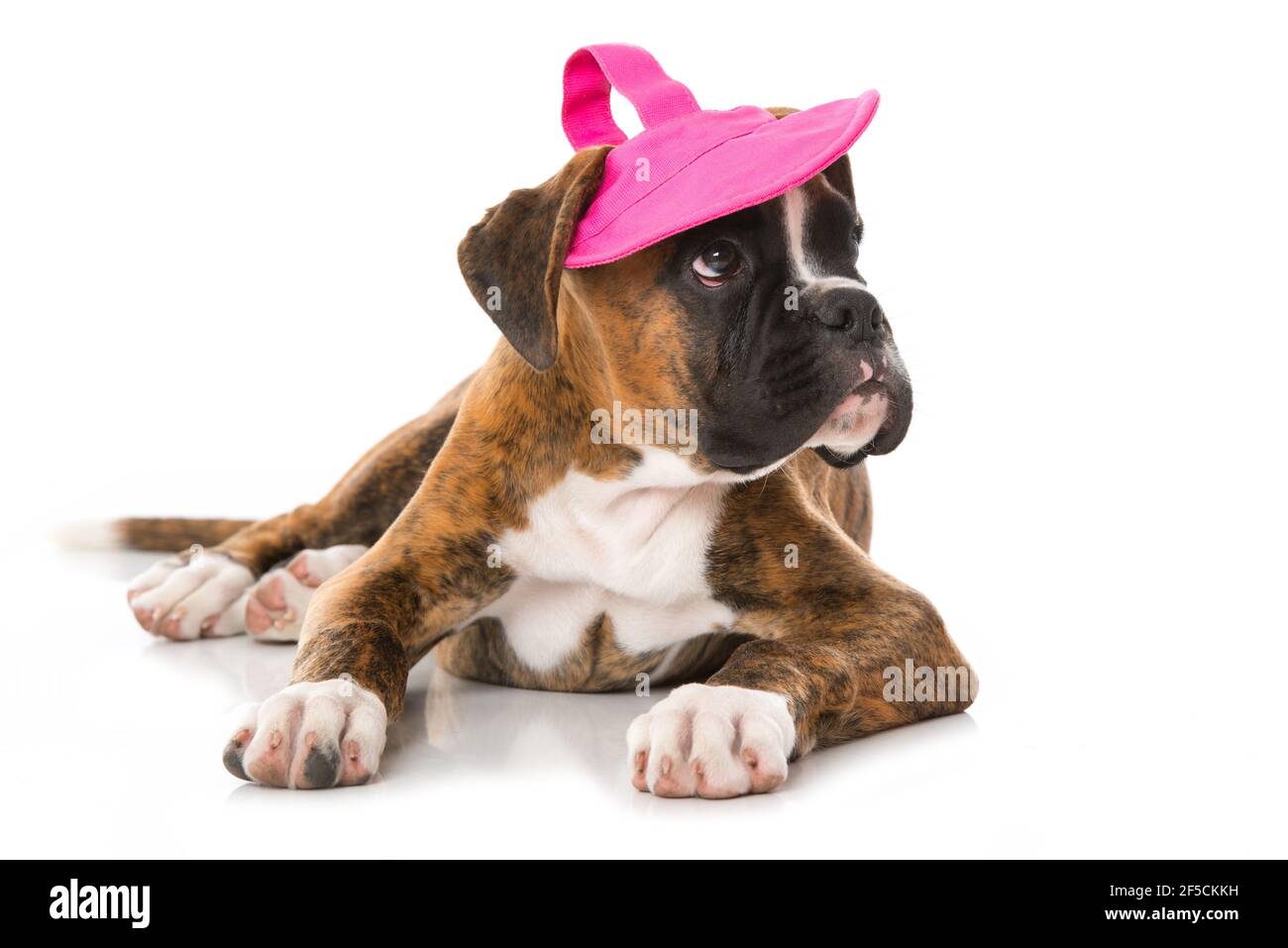 Boxer puppy isolated on white background Stock Photo