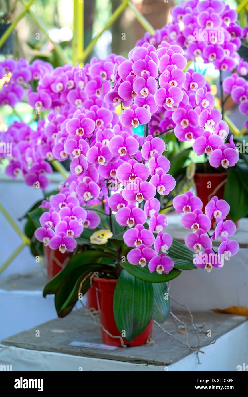 Beautiful orchids deals