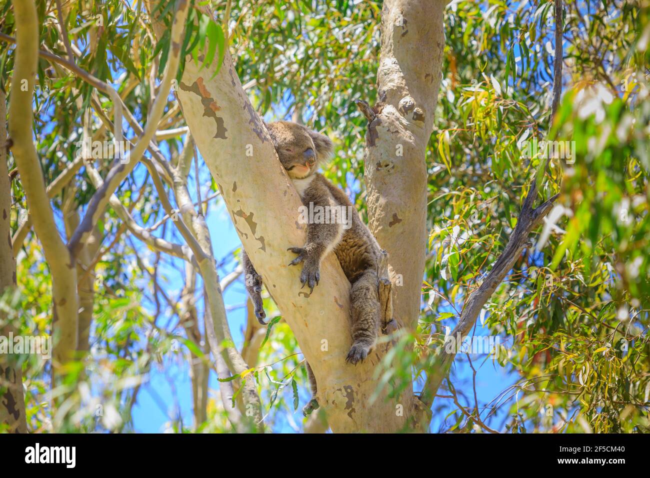 Yanchep western australia hires stock photography and images Alamy