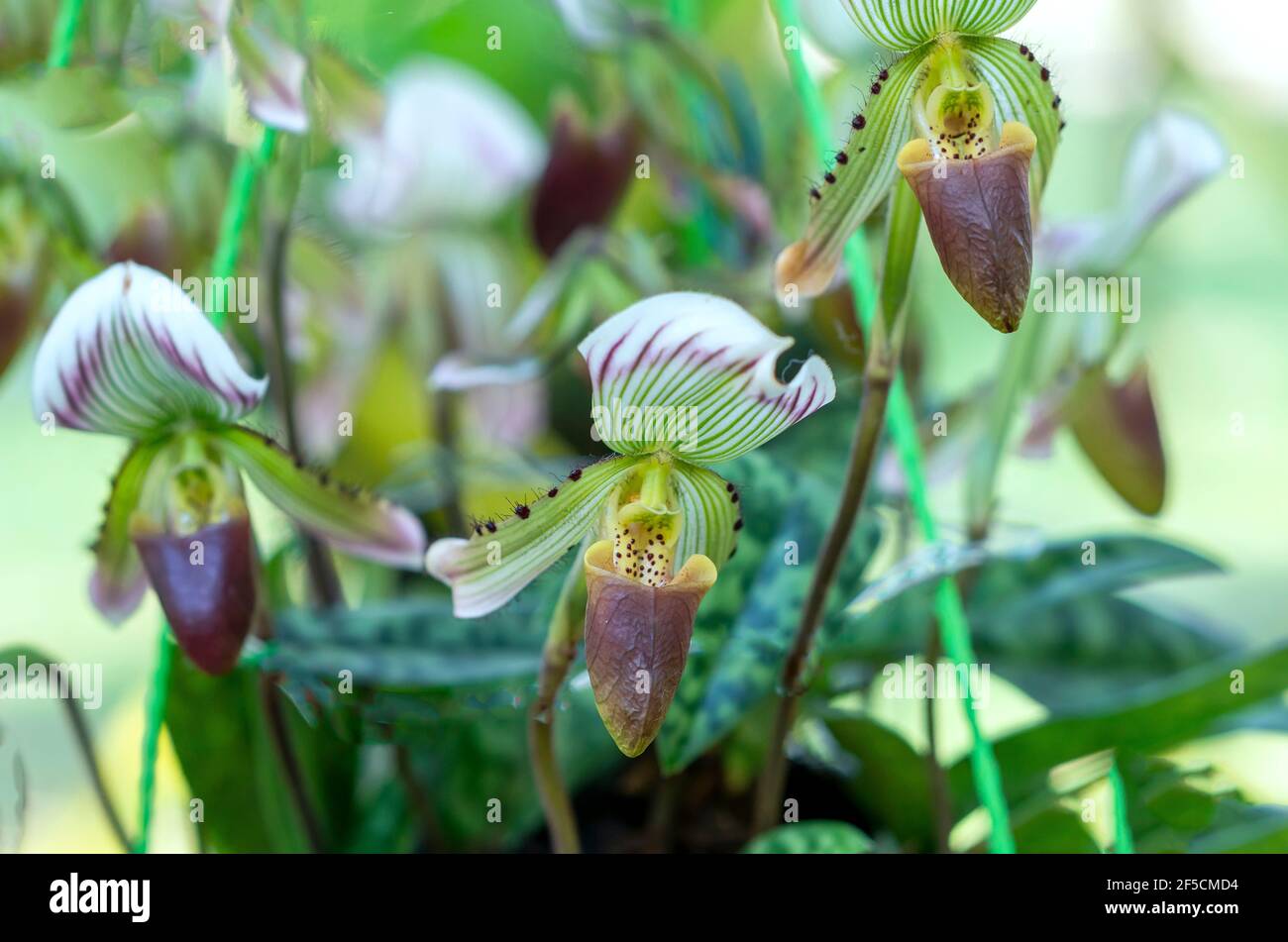 Paphiopedilum orchids flowers bloom in spring lunar new year 2021 adorn the beauty of nature, a rare wild orchid decorated in tropical gardens Stock Photo