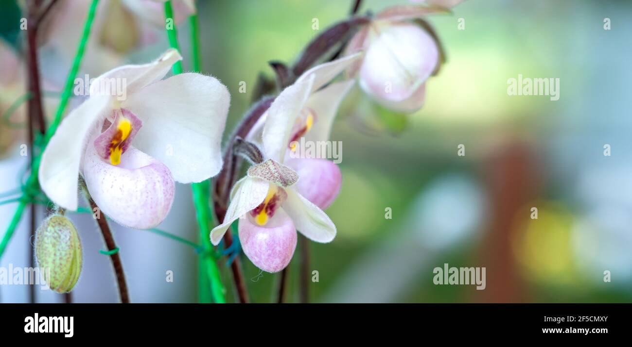 Paphiopedilum orchids flowers bloom in spring lunar new year 2021 adorn the beauty of nature, a rare wild orchid decorated in tropical gardens Stock Photo