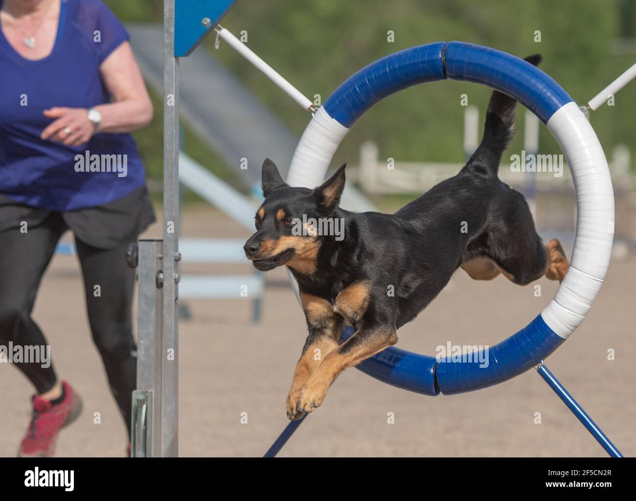 Closeup shot of an Australian Kelpie dog jumping through agility ring