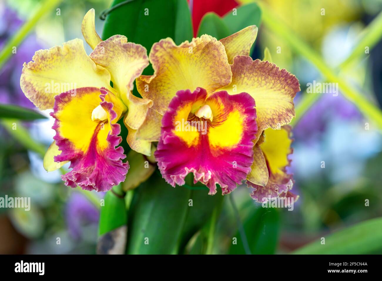 Cattleya Labiata flowers bloom in the spring sunshine, a rare forest orchid decorated in tropical gardens 2021 Stock Photo