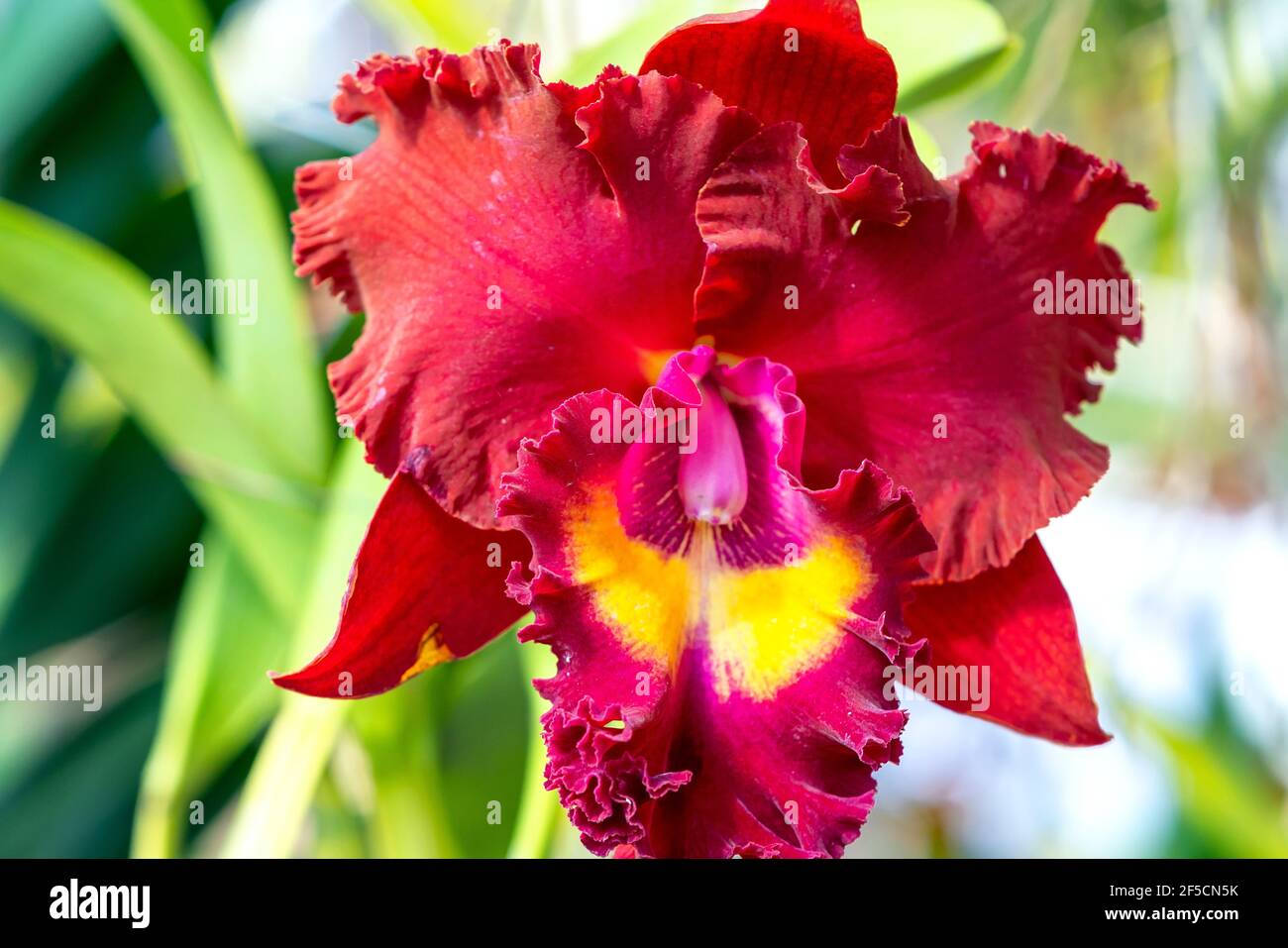 Cattleya Labiata flowers bloom in the spring sunshine, a rare forest orchid decorated in tropical gardens 2021 Stock Photo