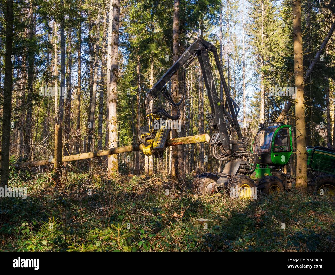 Forestry work (thinning) in Auvergne, France. Stock Photo