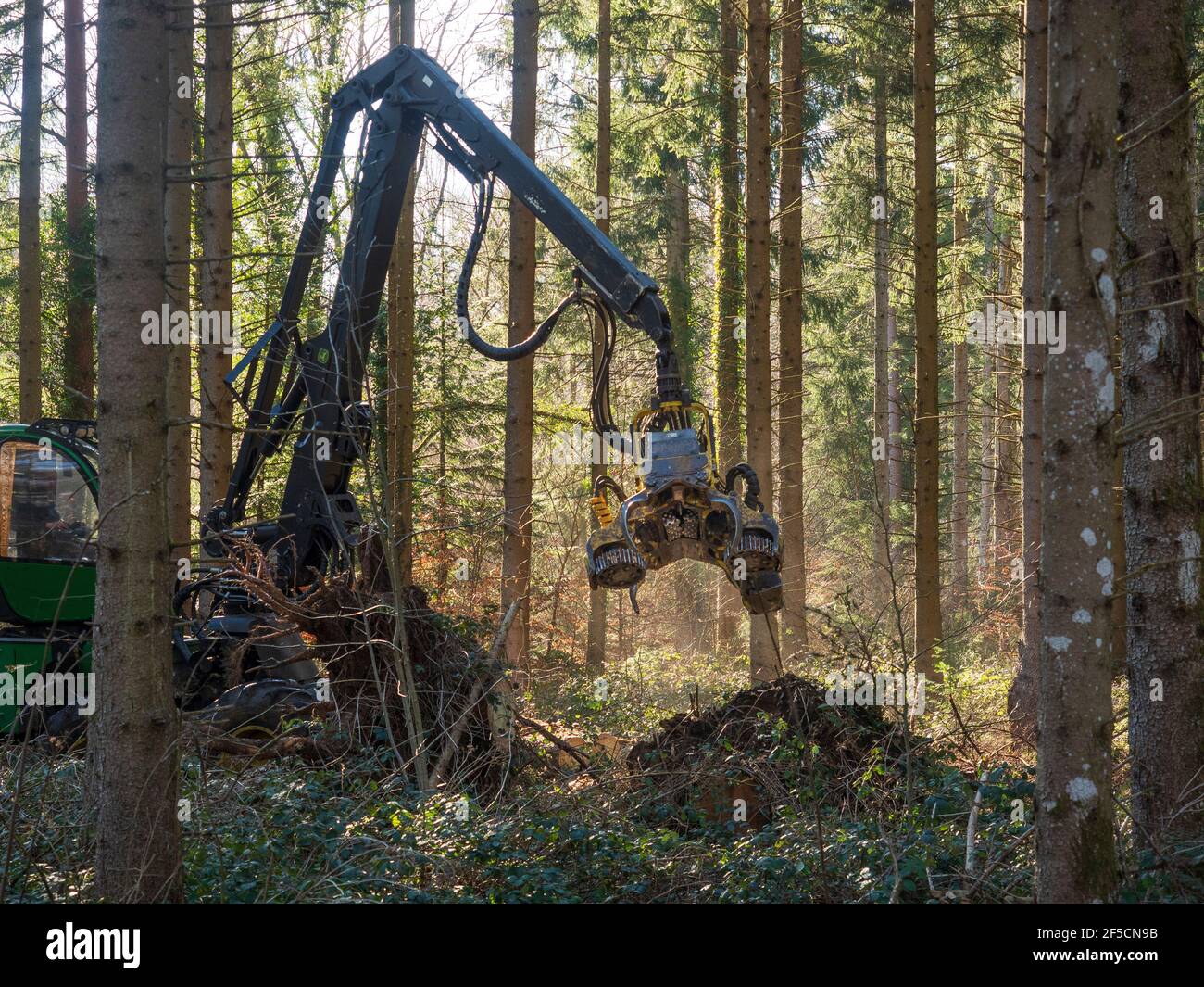 Forestry work (thinning) in Auvergne, France. Stock Photo