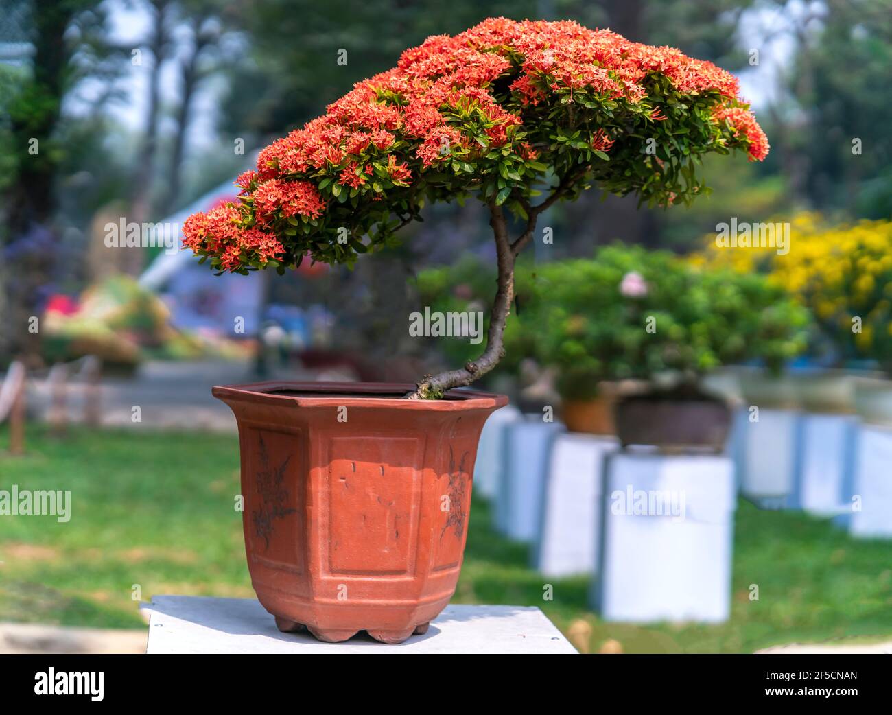 Ixora or jungle flame blooms in bonsai tree spring morning lunar new year  2021 really attractive to see Stock Photo - Alamy