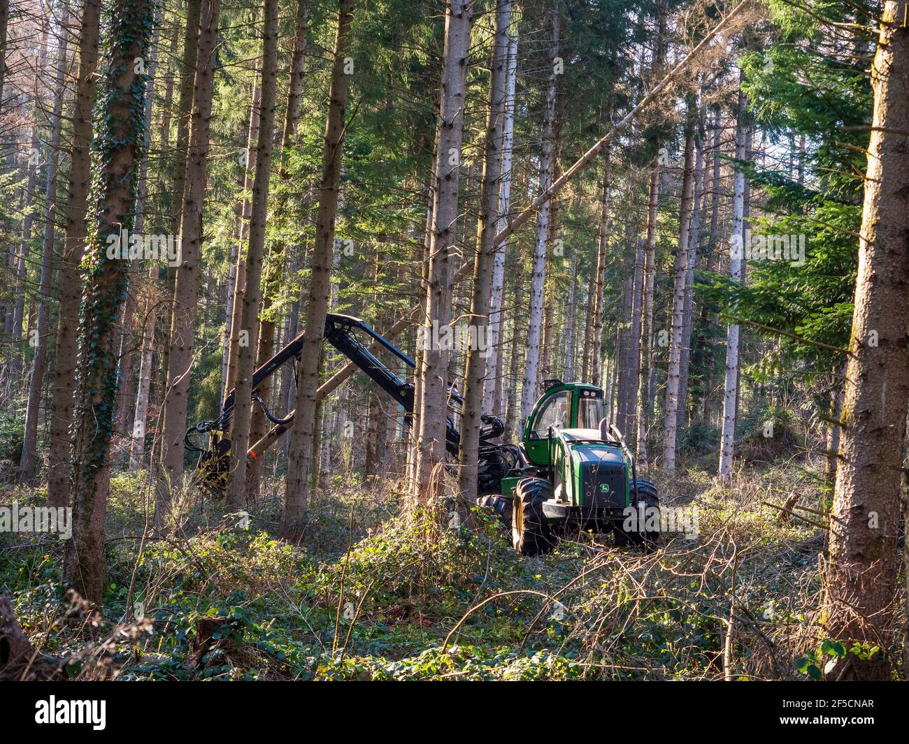 Forestry work (thinning) in Auvergne, France. Stock Photo