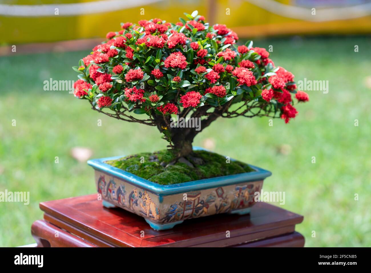 Ixora or jungle flame blooms in bonsai tree spring morning lunar new