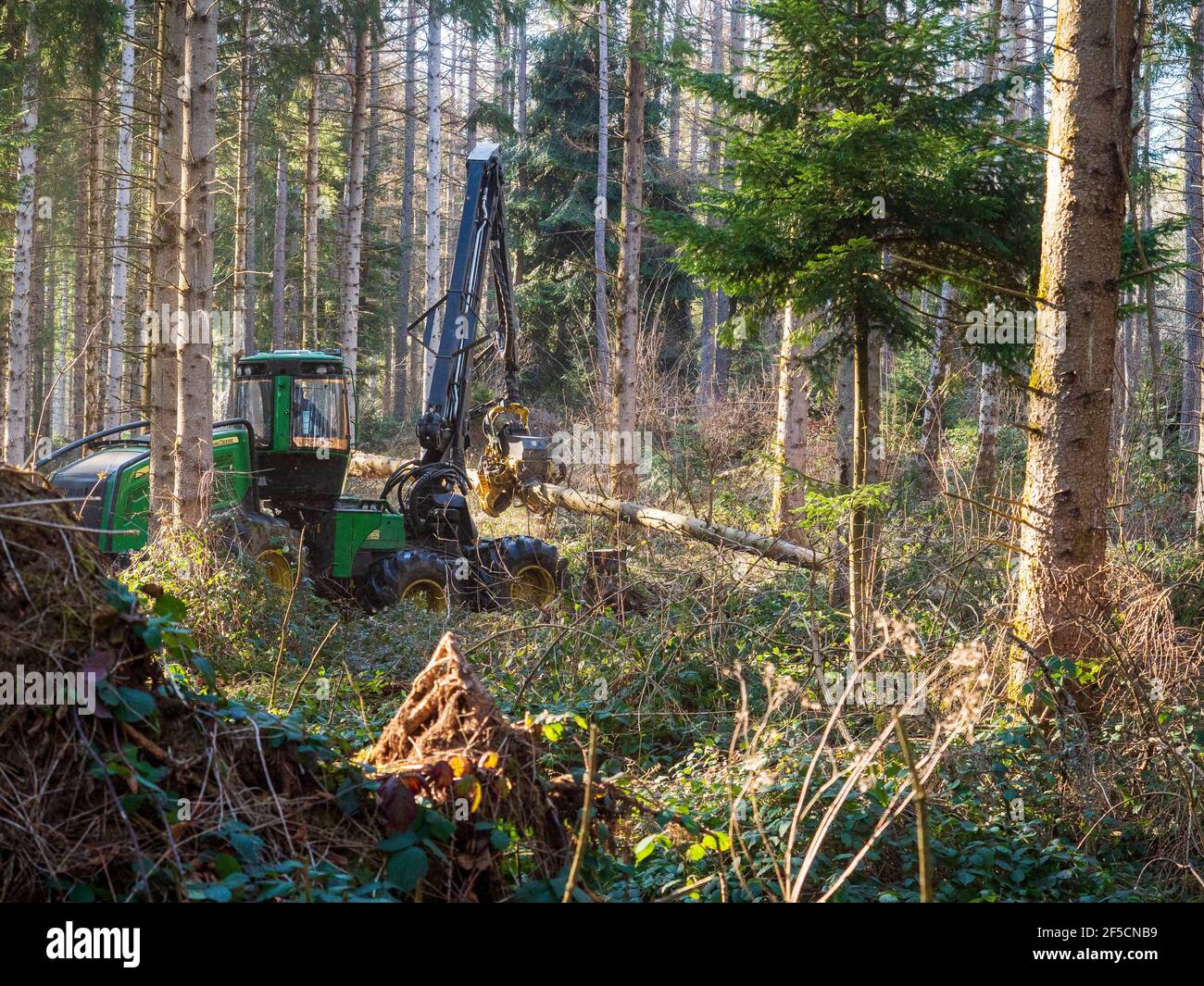 Forestry work (thinning) in Auvergne, France. Stock Photo