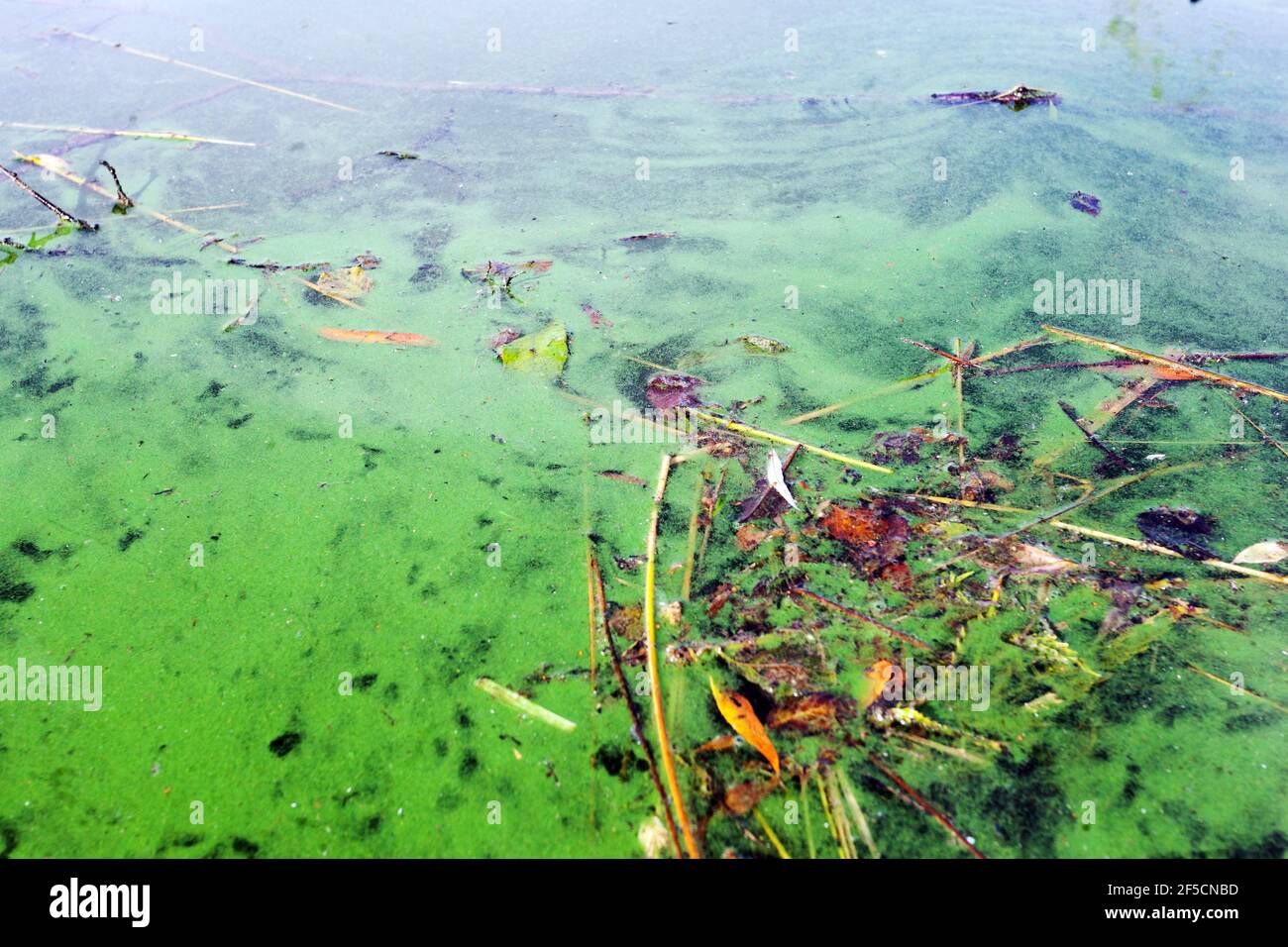 Cyanobacteria or Blue-green algae Algal bloom is a manifestation of a high proportion of phosphorus, nitrogen, or phosphate in the water Stock Photo