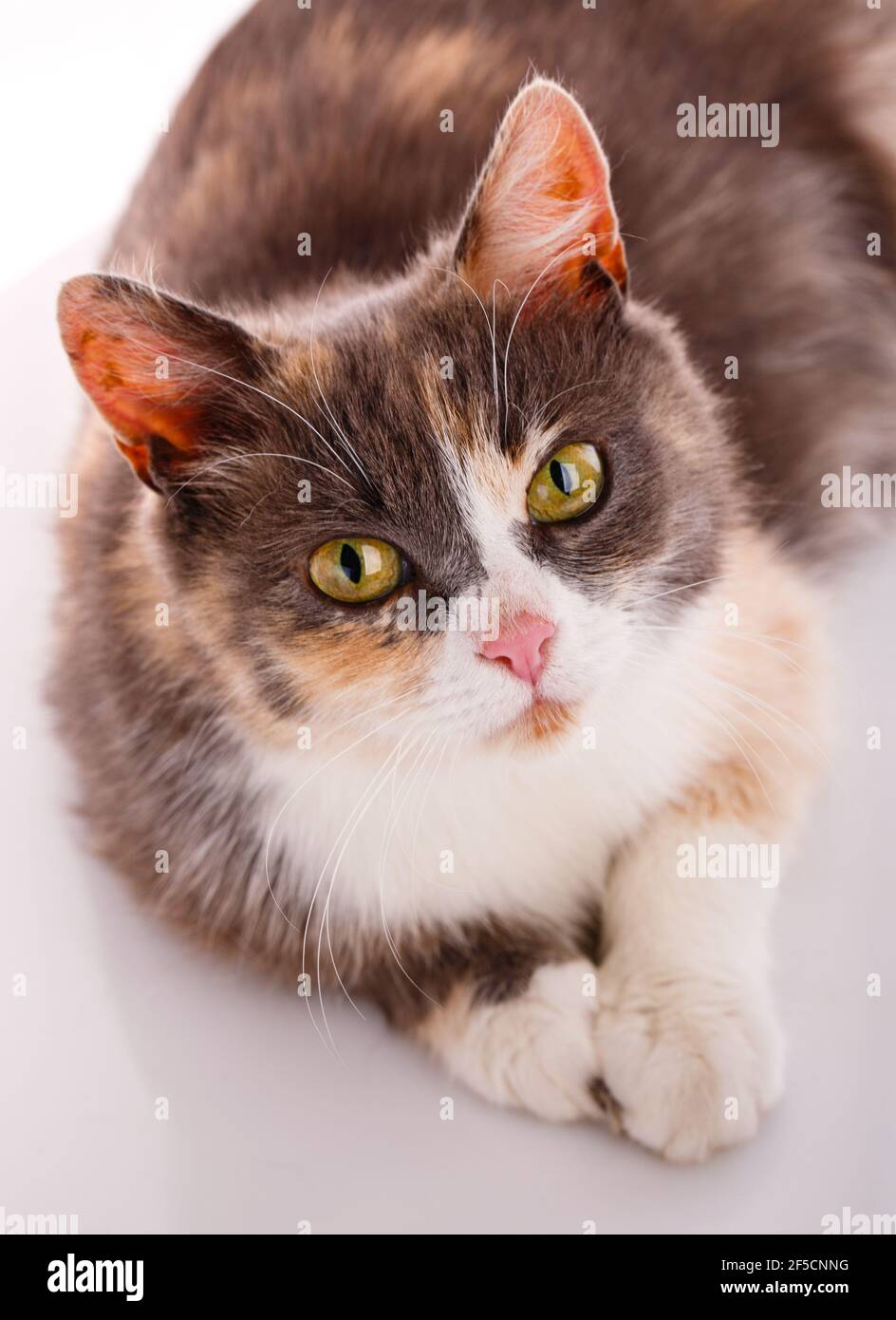 Portrait of a tricolor cat close up on a white background. Cat with his head raised and looking straight into the camera. Top view. Stock Photo