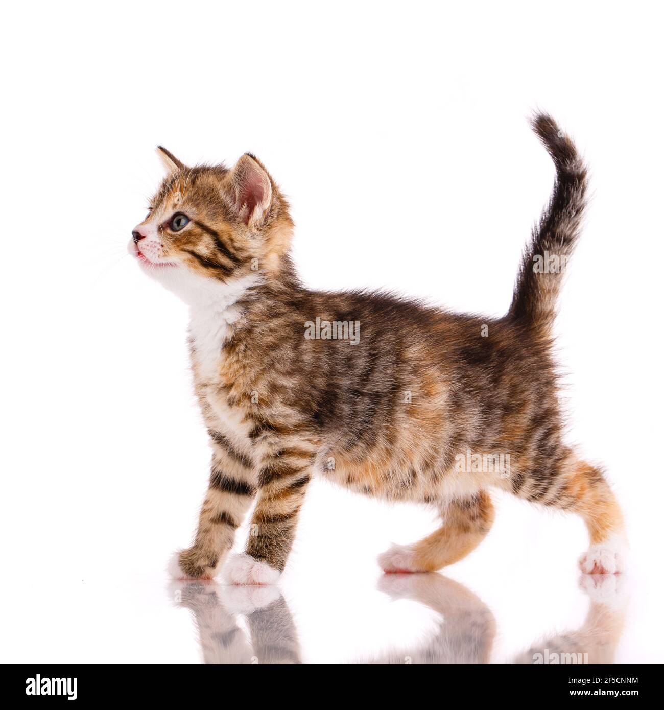 Side view of a tricolor kitten with a raised tail that looks straight ahead. Isolated on white. Isolated on white. Stock Photo