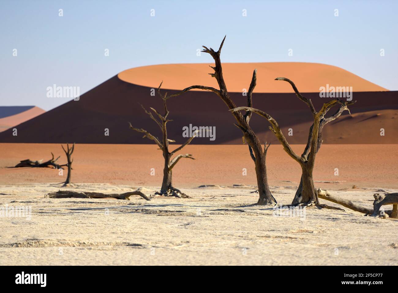 geography/travel, Namibia, Abgestornbene trees in the Dead Vlei, near Sossusvlei, Namib Naukluft Park, Additional-Rights-Clearance-Info-Not-Available Stock Photo
