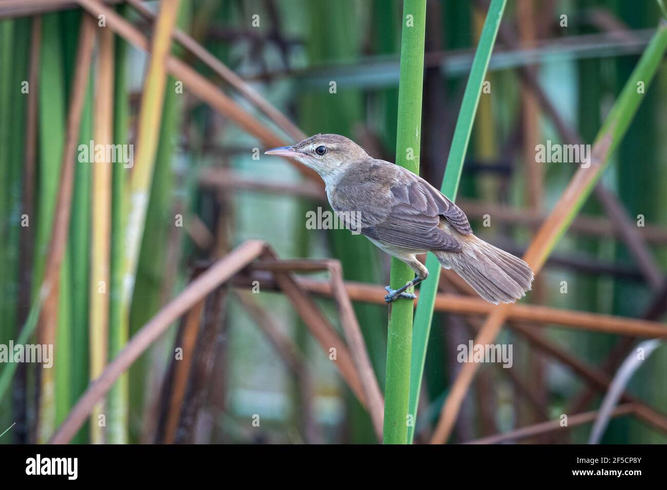 The Oriental reed warbler (Acrocephalus orientalis) is a passerine bird of eastern Asia belonging to the reed warbler genus Acrocephalus. Stock Photo