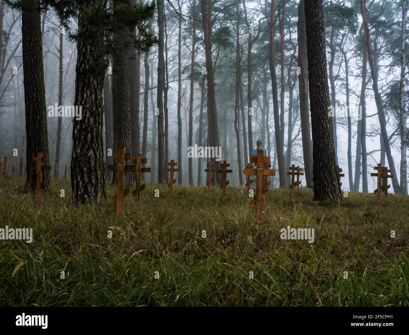 Dark creepy foggy forest hi-res stock photography and images - Alamy