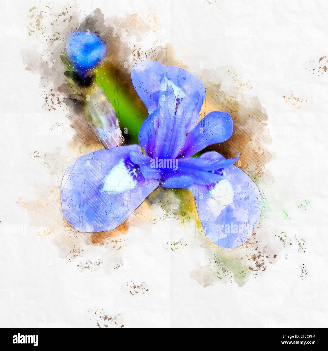 Digitally enhanced image of a Blue Iris or Barbary Nut, (Moraea sisyrinchium syn. Gynandriris sisyrinchium) Photographed in Israel in March a dwarf ir Stock Photo