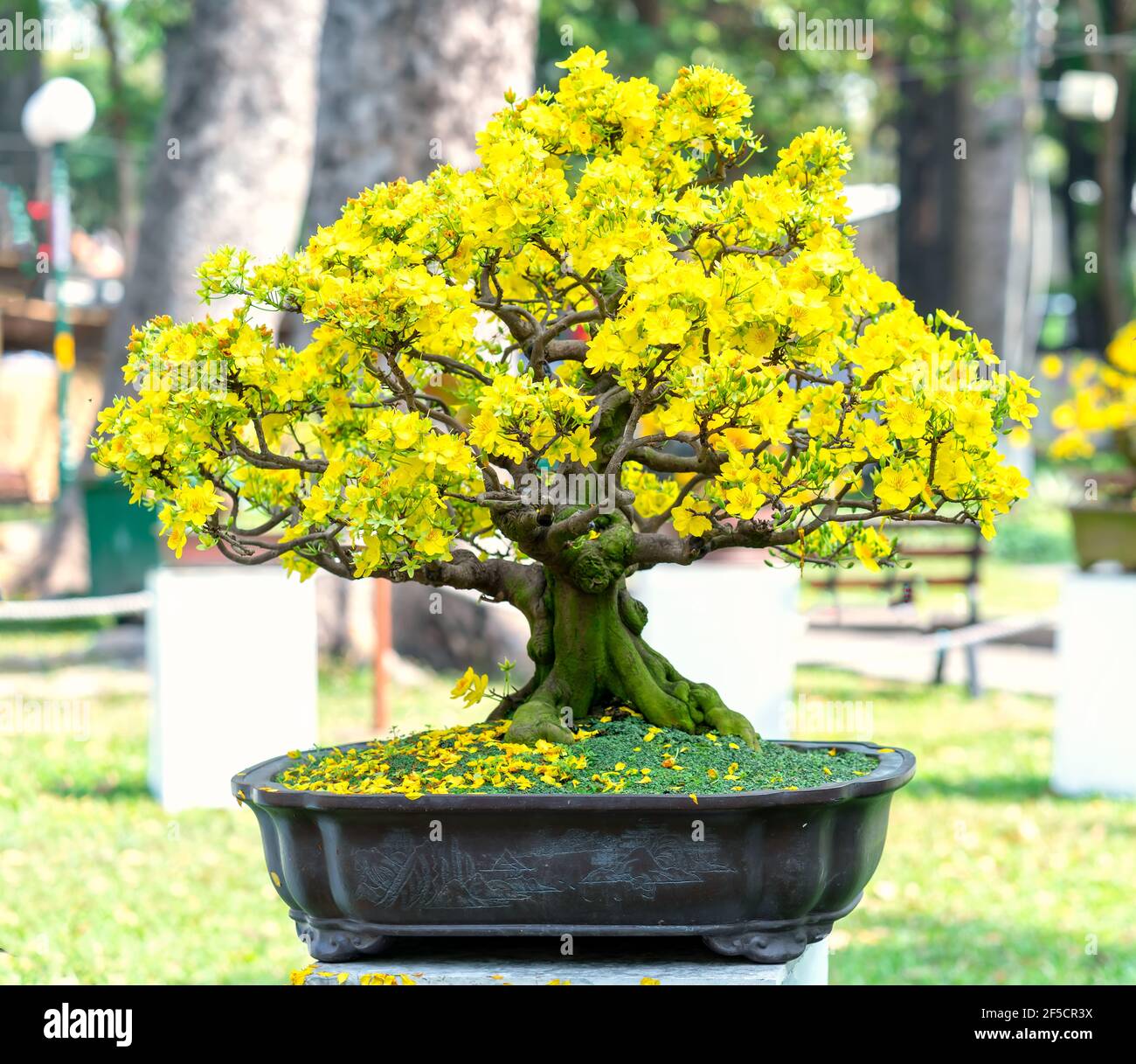 The Art of Creating a Flowering Apricot Bonsai