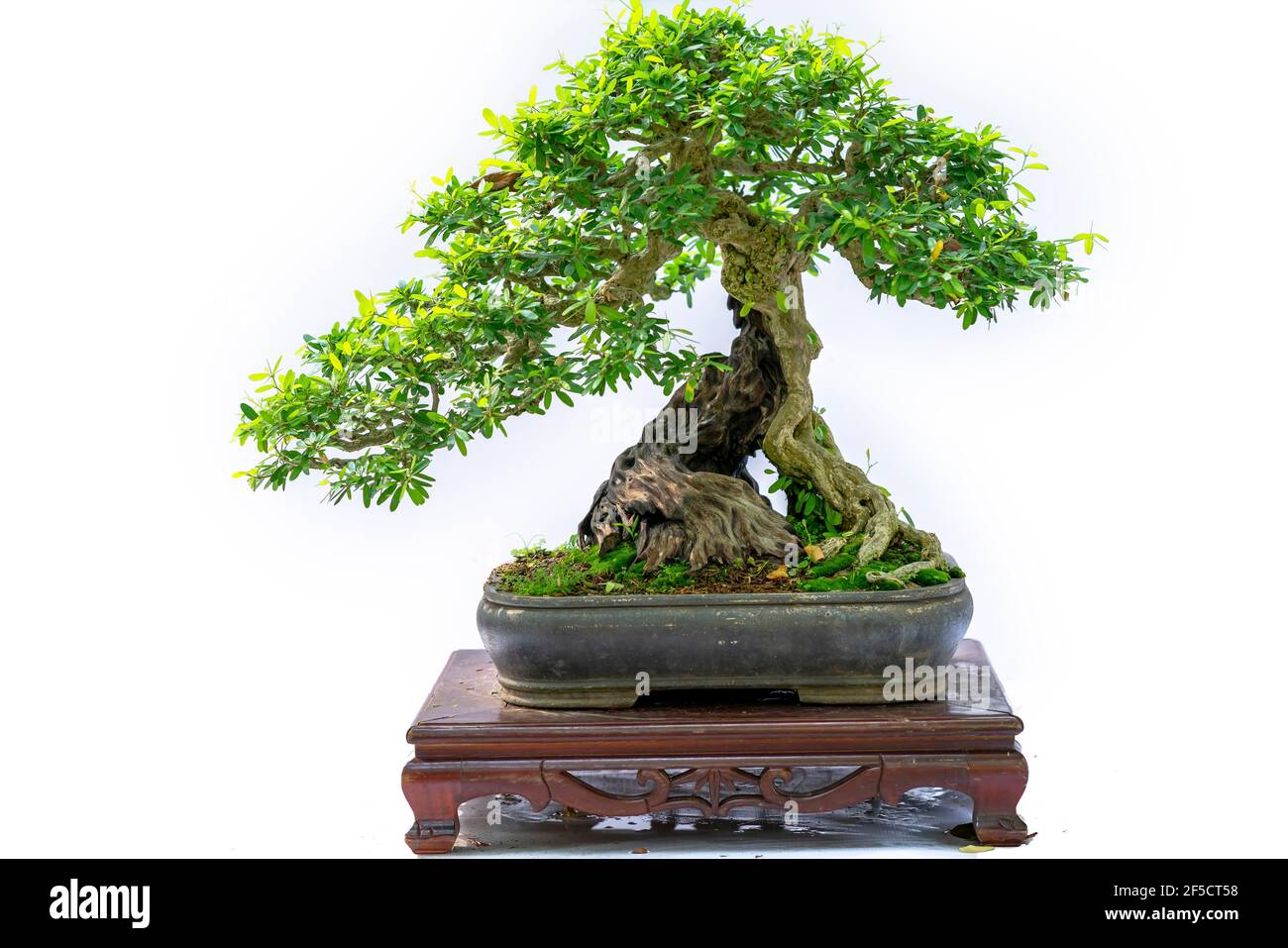 Bonsai tree isolated on white background in a pot plant with many ...