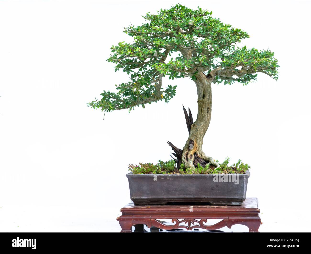 Bonsai tree isolated on white background in a pot plant with many ...