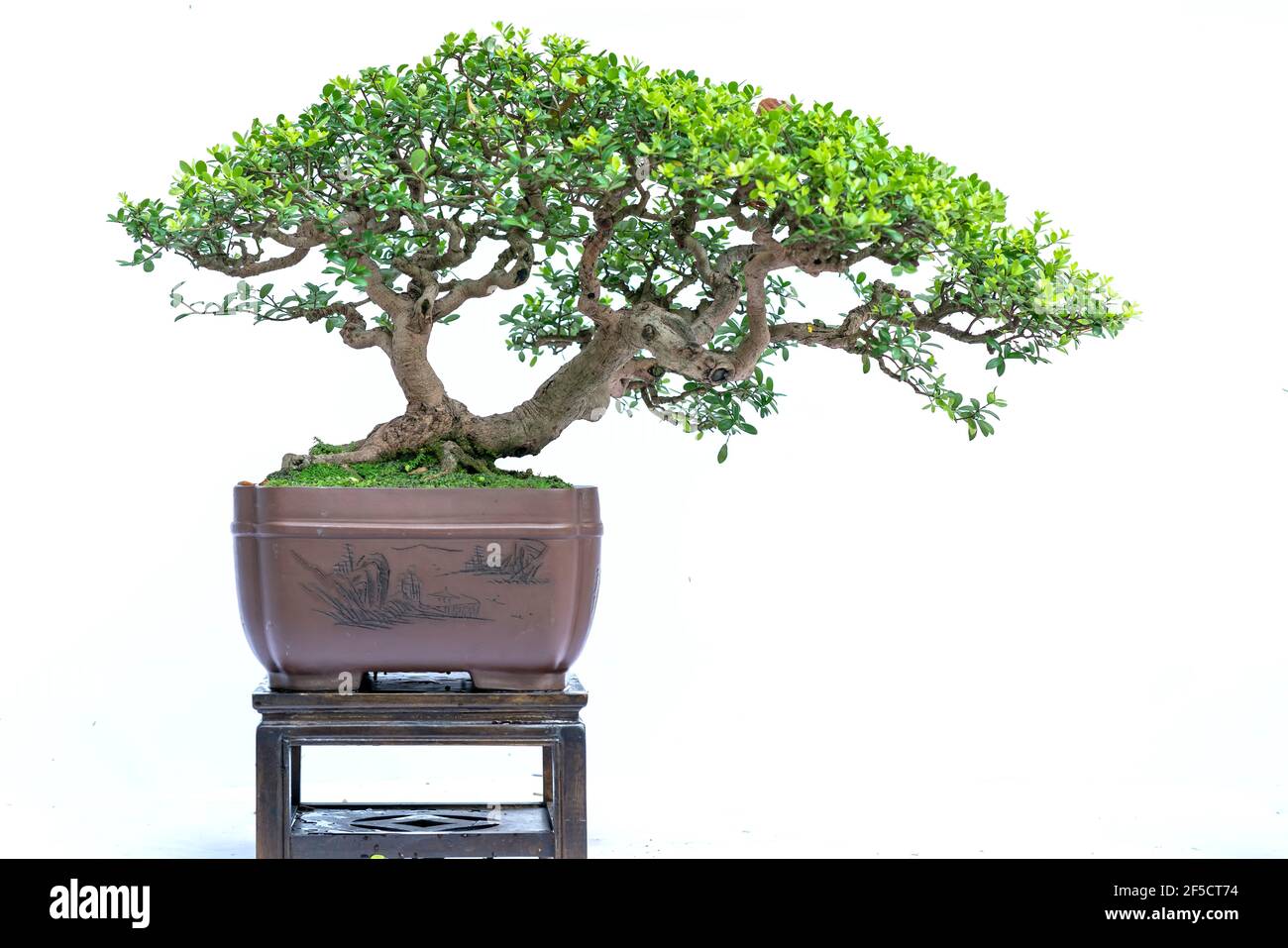 Bonsai tree isolated on white background in a pot plant with many ...