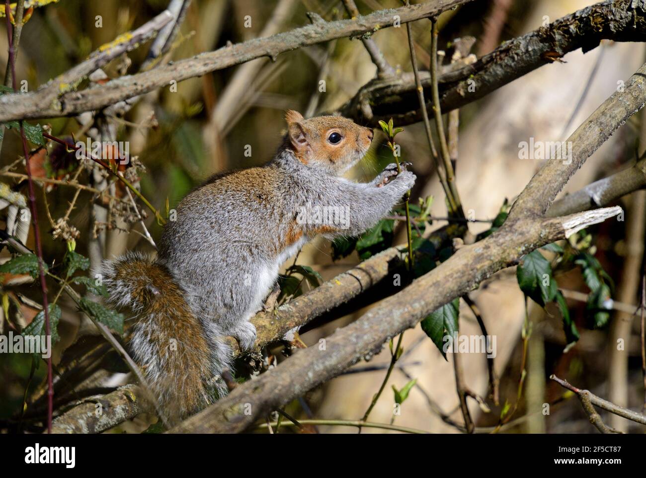 Grey Squirrel (Eastern Grey Squirrel / Gray Squirrel) Sciurus carolinensis, holding a tree shoot. Kent, UK. Stock Photo