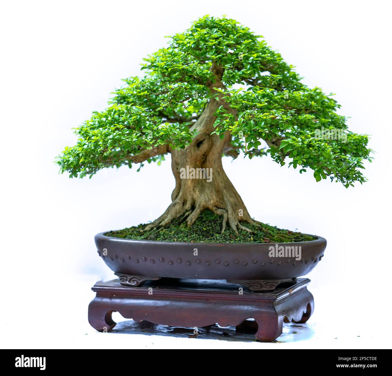 Bonsai tree isolated on white background in a pot plant with many