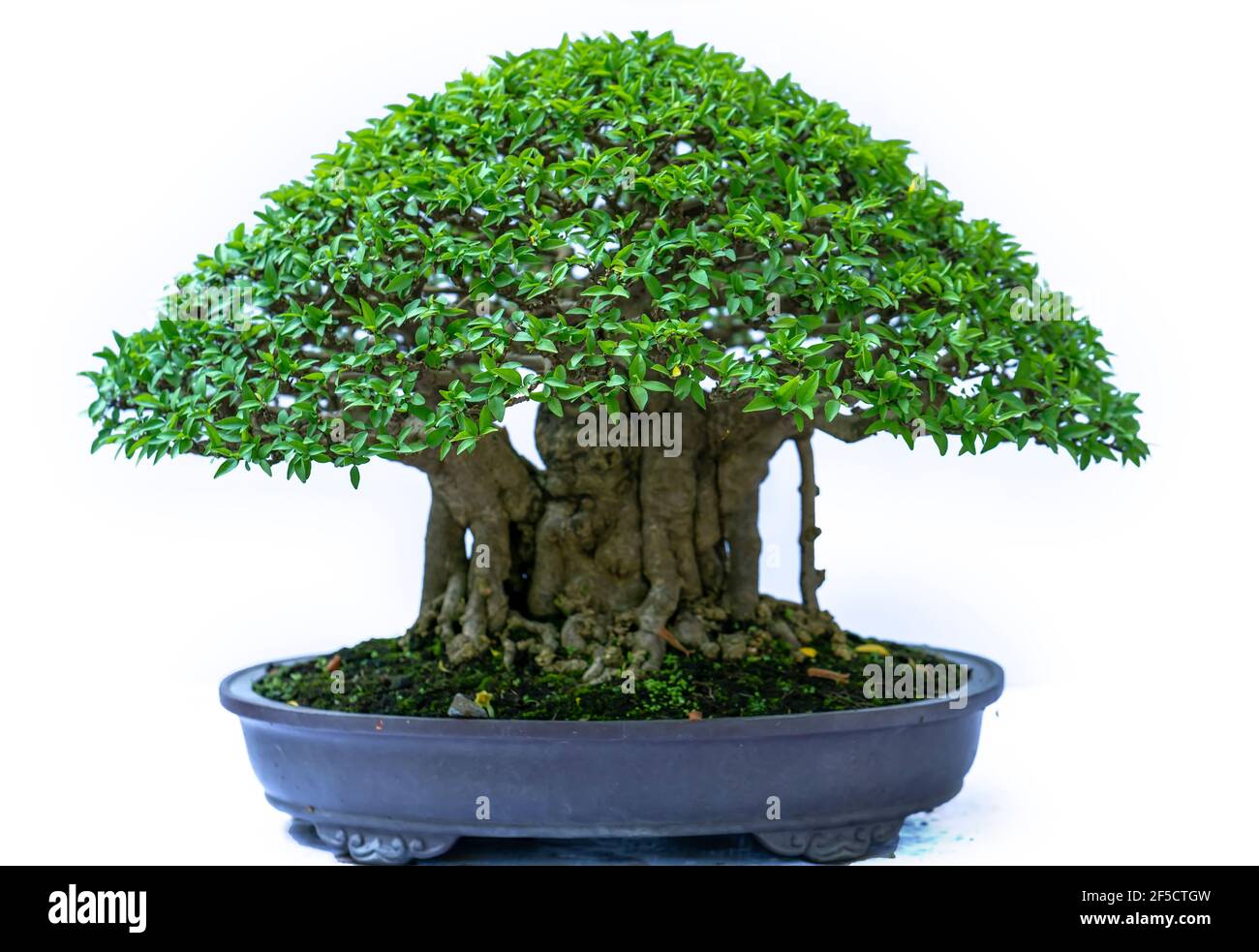 Bonsai tree isolated on white background in a pot plant with many ...