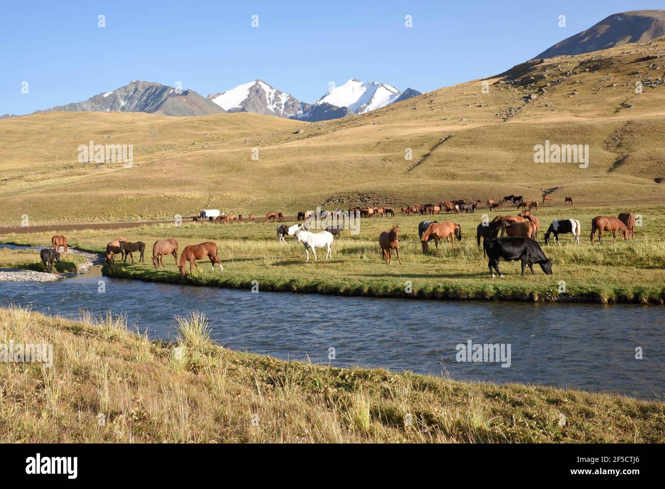 geography / travel, Kyrgyzstan (Kirgizia, cows, West Karakol Valley, Tien-Shan Mountains, area Naryn, Additional-Rights-Clearance-Info-Not-Available Stock Photo
