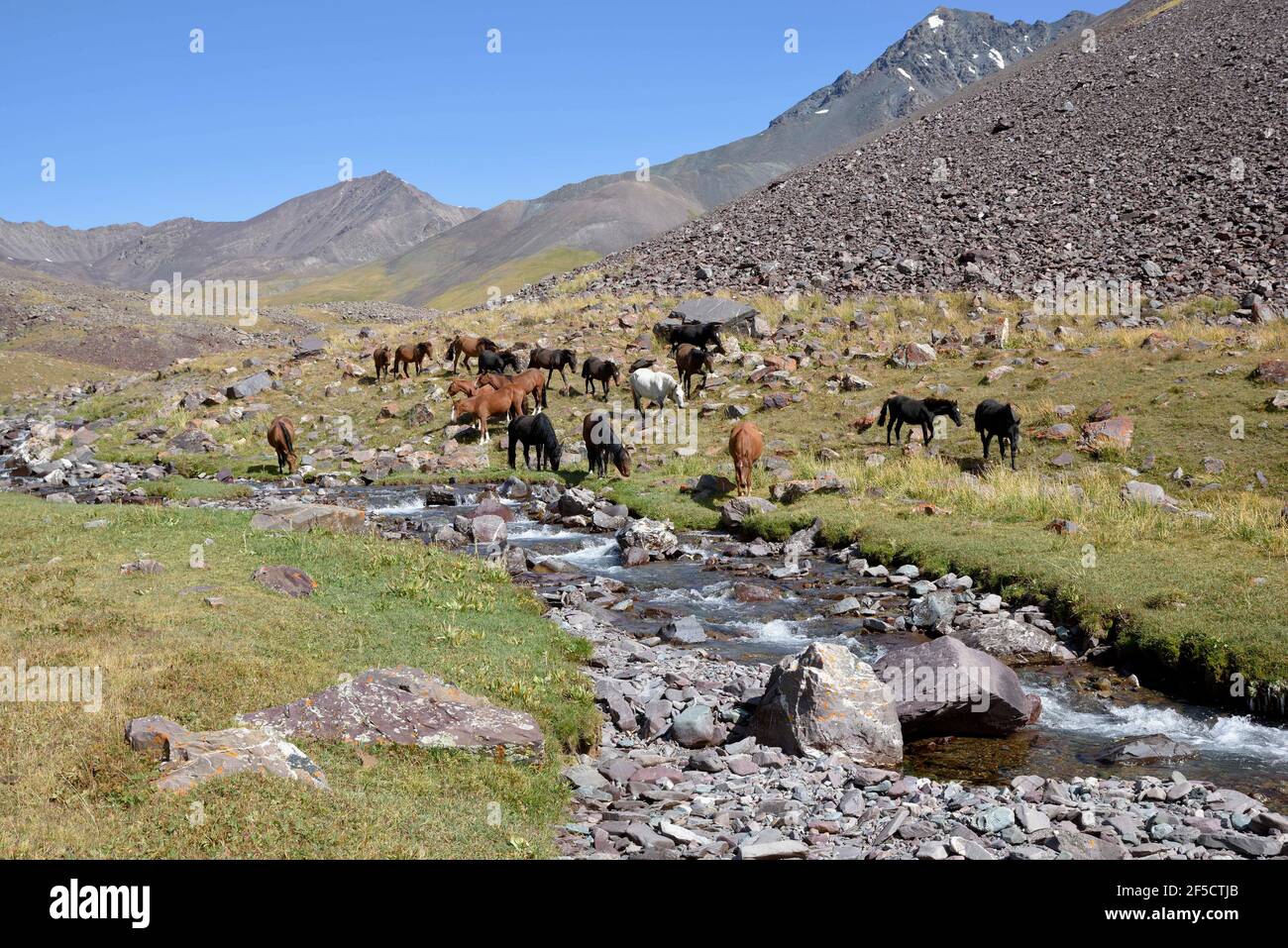 geography / travel, Kyrgyzstan (Kirgizia, horse, West Karakol Valley, Tien-Shan Mountains, area Naryn, Additional-Rights-Clearance-Info-Not-Available Stock Photo