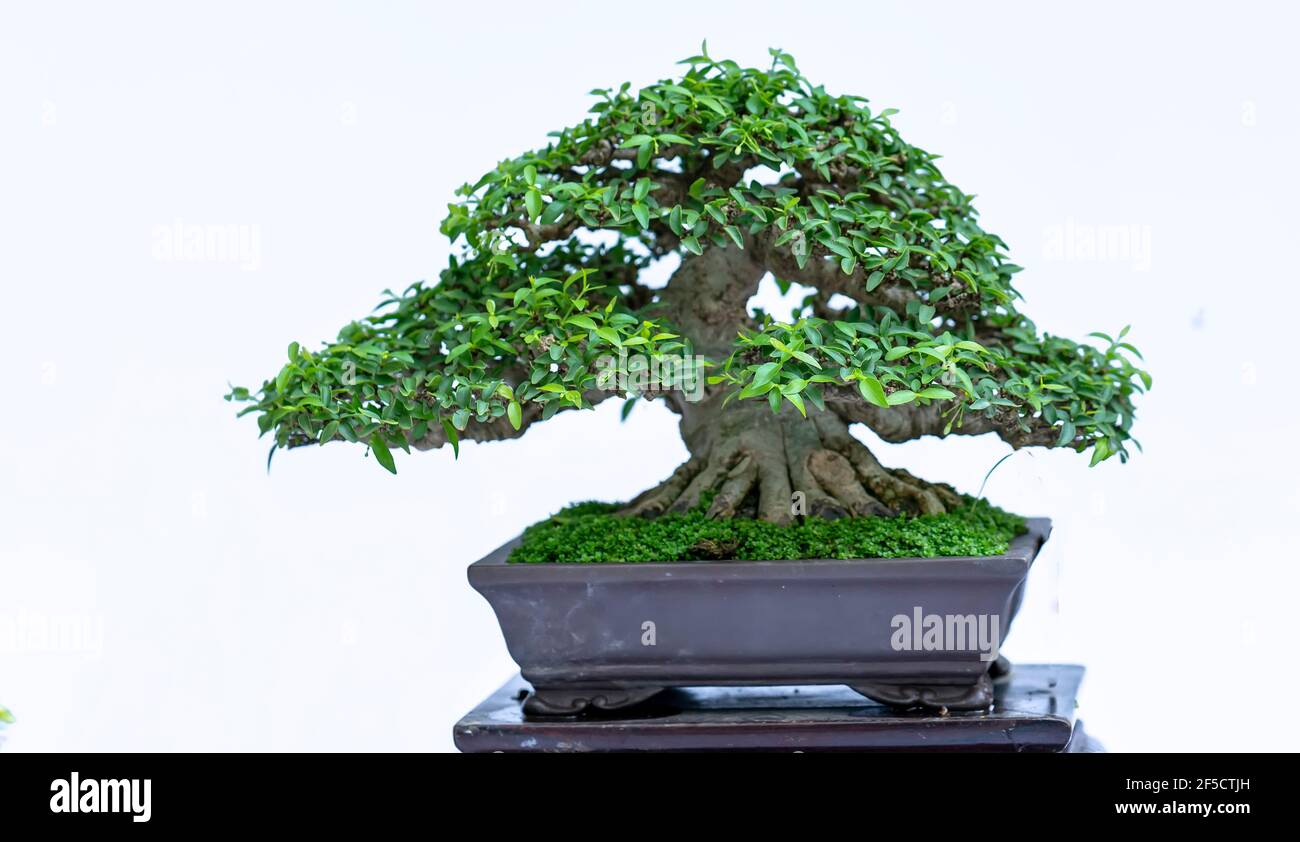 Bonsai tree isolated on white background in a pot plant with many