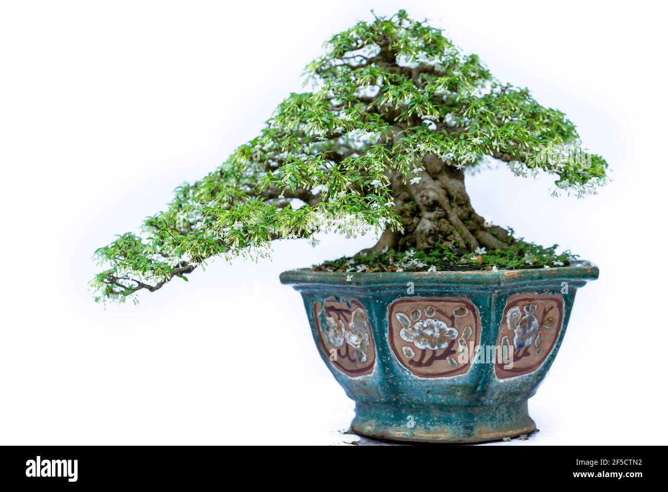 Bonsai tree isolated on white background in a pot plant with many ...