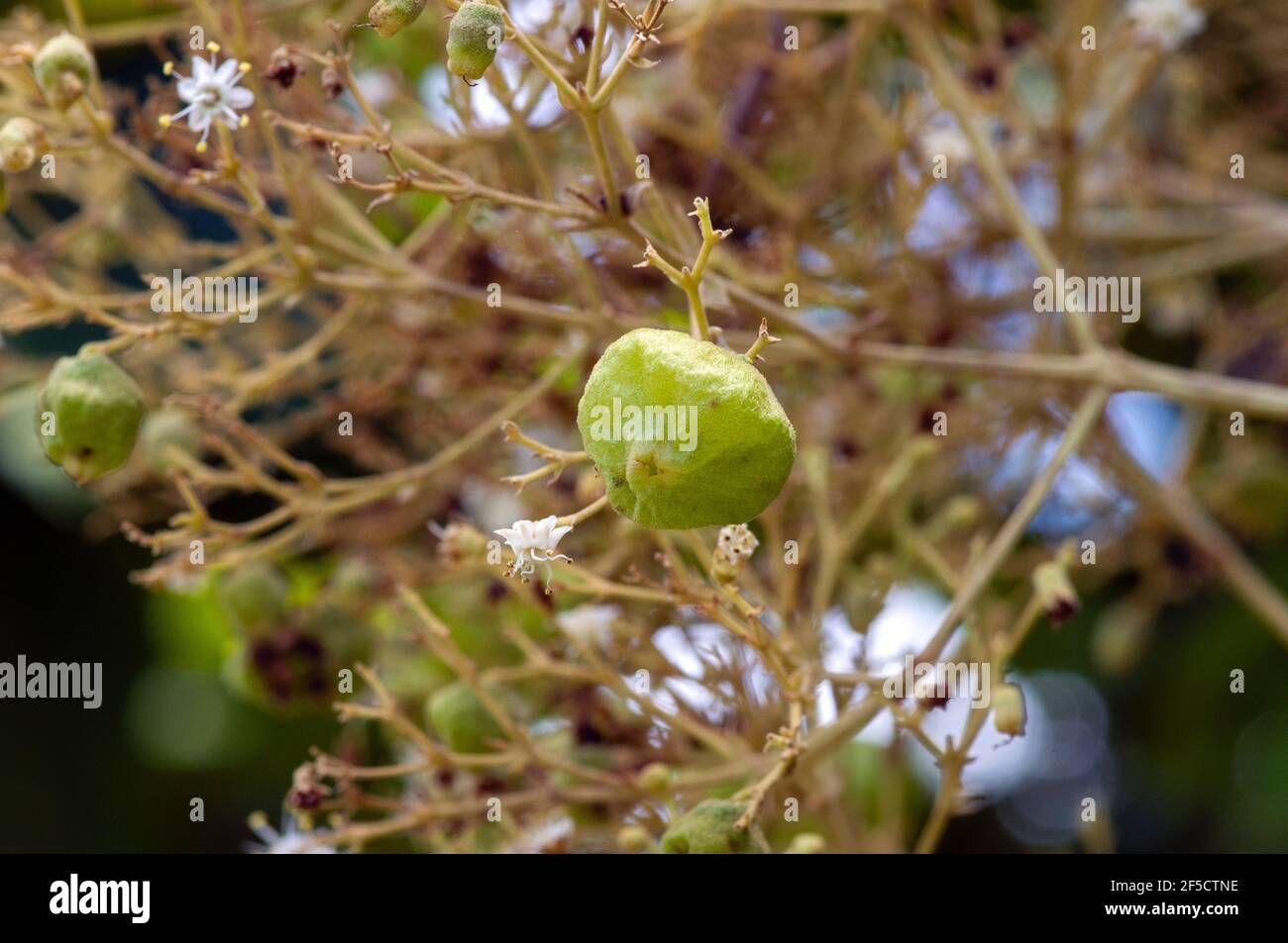 Teak wood plantation hi-res stock photography and images - Alamy