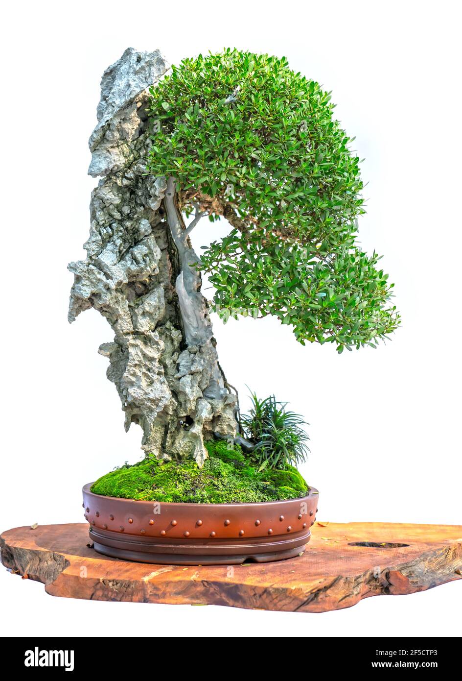 Bonsai tree isolated on white background in a pot plant with many