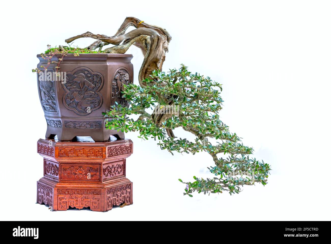 Bonsai tree isolated on white background in a pot plant with many