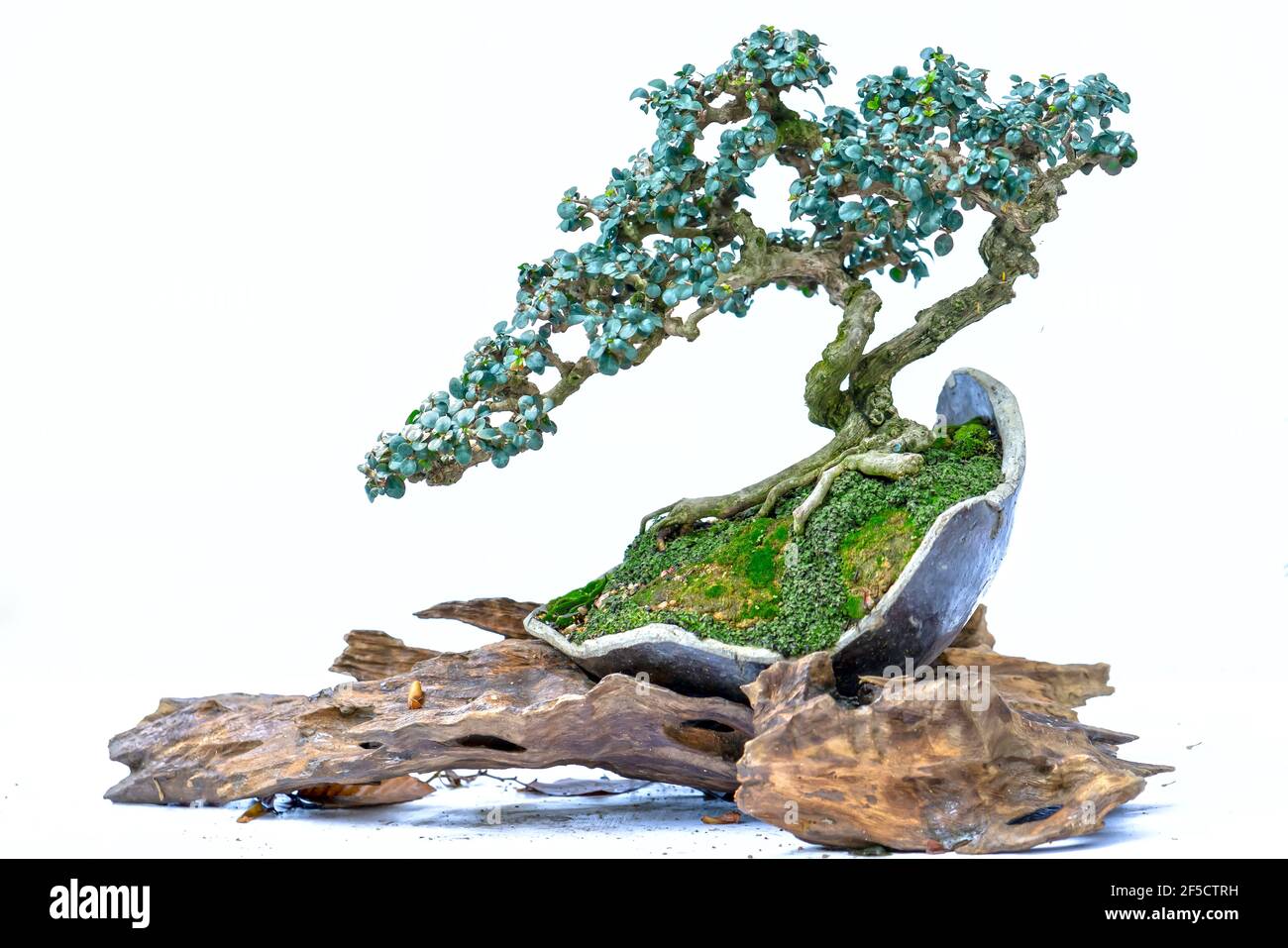 Bonsai tree isolated on white background in a pot plant with many