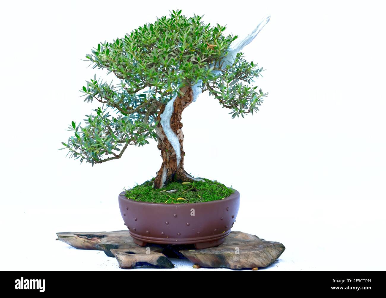Bonsai tree isolated on white background in a pot plant with many ...
