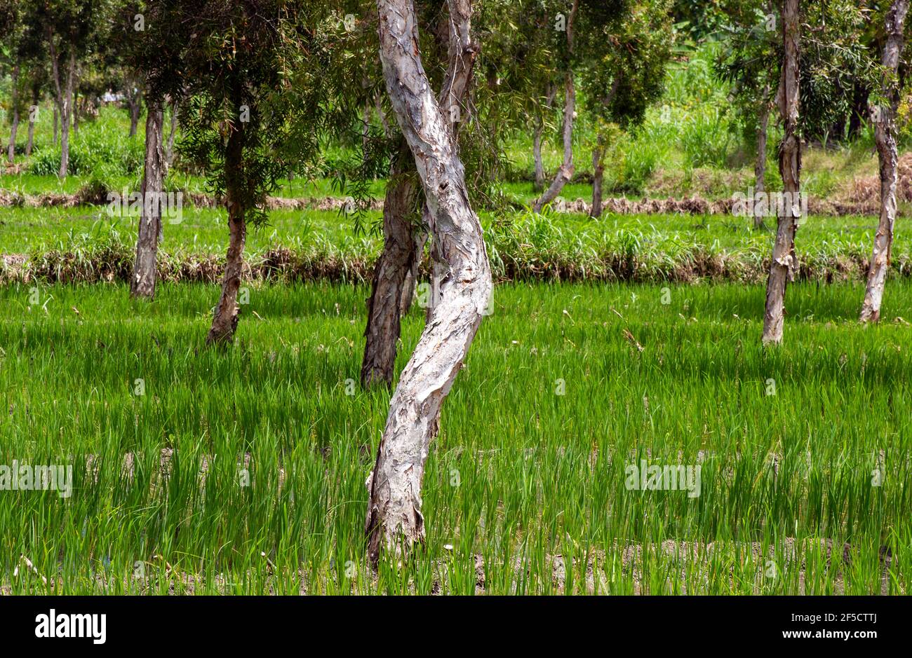 Cajuput trees (Melaleuca cajuputi) in the paddy field, in Gunung Kidul region, Yogyakarta, Indonesia Stock Photo