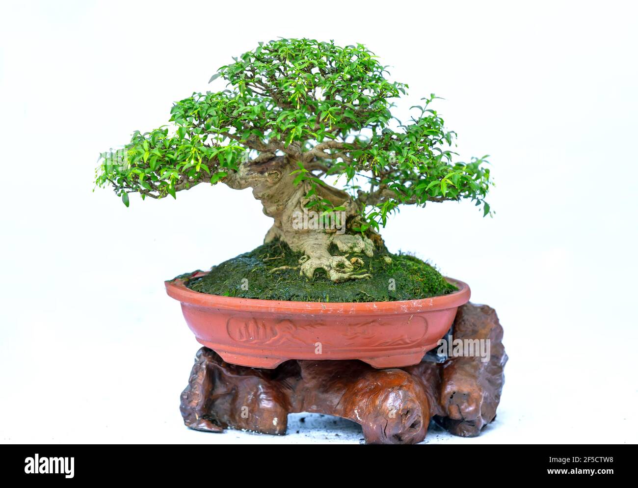 Bonsai tree isolated on white background in a pot plant with many ...