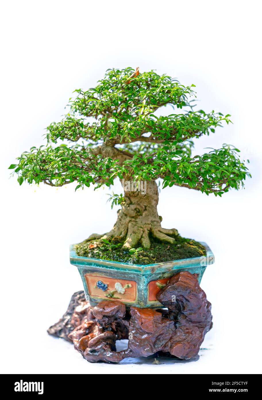 Bonsai tree isolated on white background in a pot plant with many ...