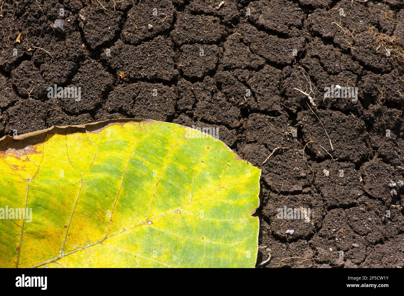 A dry teak leaf on the dry mediterranean soil, in Gunung Kidul