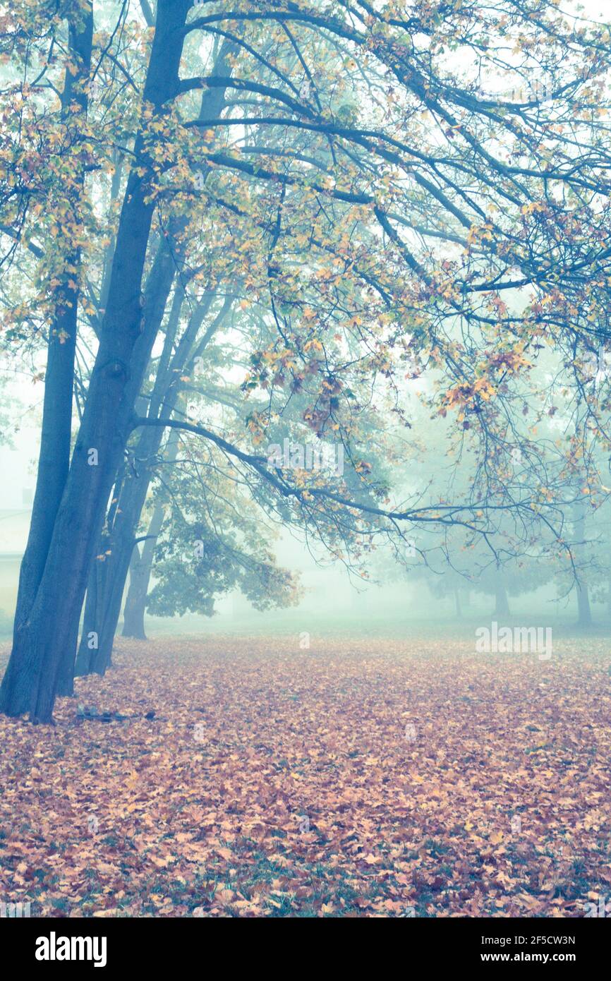 Foggy trees hi-res stock photography and images - Alamy